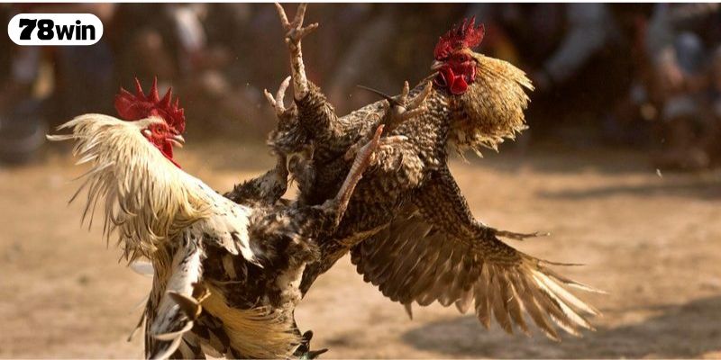 Hai sư kê góp mặt trong trận đá gà 24 tỷ