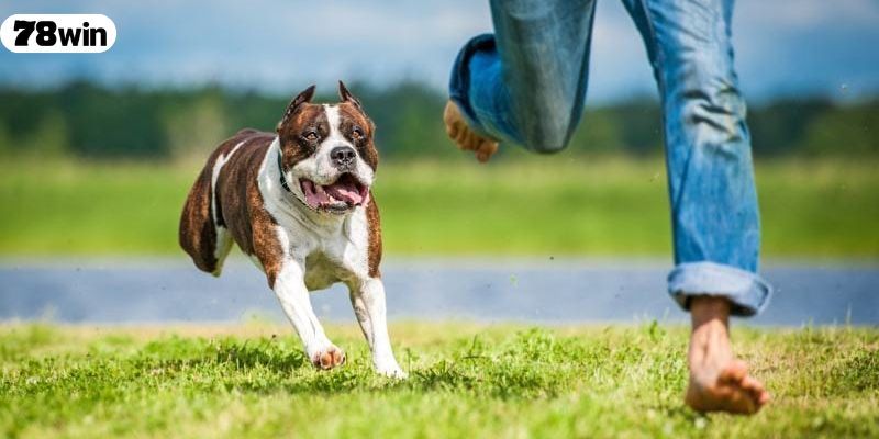 Mơ thấy chó chạy vào nhà